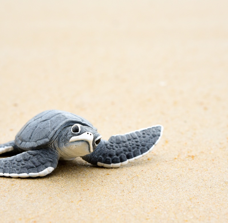 Share the Beach, Save the Turtles